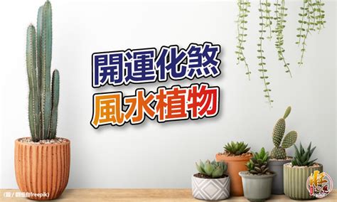 風水植物 擋煞|【風水特輯】化煞開運就靠它們！玄關、客廳、廚房、。